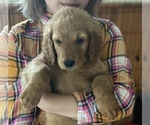 Small Photo #3 Goldendoodle Puppy For Sale in STRONGSVILLE, OH, USA