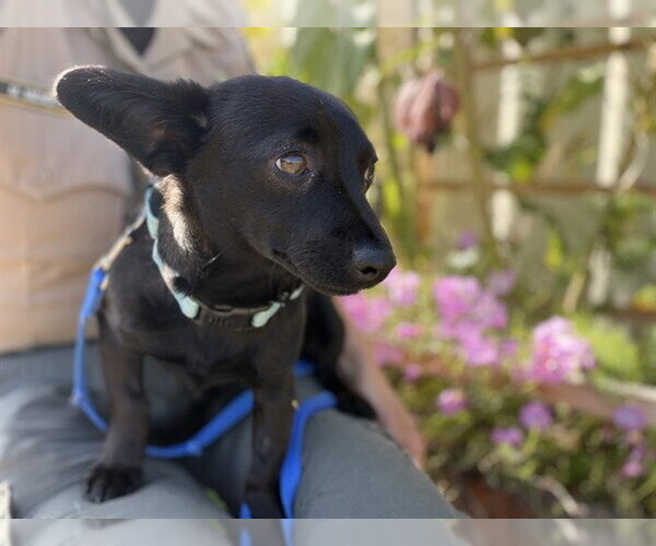 Medium Photo #1 Chihuahua-Unknown Mix Puppy For Sale in McKinleyville, CA, USA