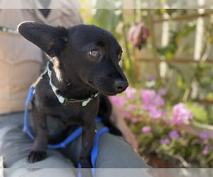 Chihuahua-Unknown Mix Dogs for adoption in McKinleyville, CA, USA