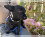 Small Chihuahua Mix