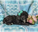 Small Photo #4 Sheepadoodle Puppy For Sale in GLEN ROCK, PA, USA