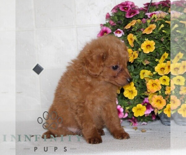 Medium Photo #4 Jack-A-Poo Puppy For Sale in KIRKWOOD, PA, USA