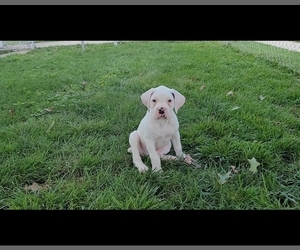 Boxer Puppy for sale in COLUMBUS, OH, USA