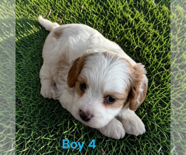 Medium Photo #7 Cavapoo (Miniature) Puppy For Sale in MONTPELIER, OH, USA