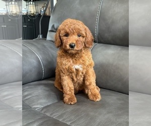 Goldendoodle (Miniature) Puppy for sale in FRANKLIN, IN, USA