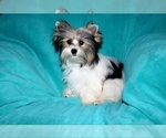 Small Photo #1 Morkie Puppy For Sale in CASSVILLE, MO, USA