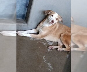 Mutt Dogs for adoption in San Bernardino, CA, USA