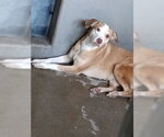 Small Mutt