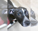 Small #1 Mutt