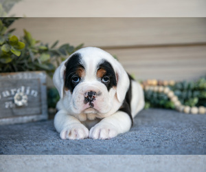 Medium Beabull