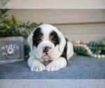 Puppy Moon Beabull