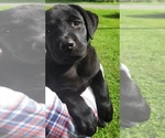 Small Photo #7 Labrador Retriever Puppy For Sale in GENEVA, NY, USA