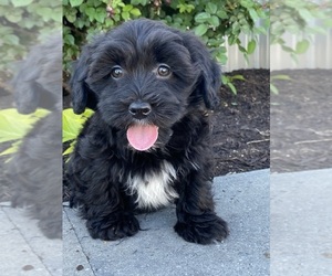 Lhasa-Poo Puppy for sale in CANOGA, NY, USA