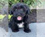Image preview for Ad Listing. Nickname: Josie