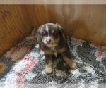 Puppy Dozer Miniature Australian Shepherd