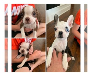 Boston Terrier Puppy for sale in PALMYRA, MO, USA