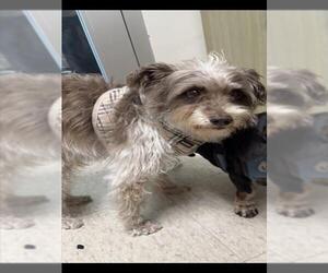 Norfolk Terrier-Unknown Mix Dogs for adoption in Plano, TX, USA