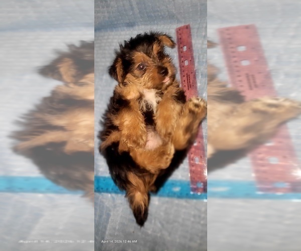 Medium Photo #231 Yorkshire Terrier Puppy For Sale in AKRON, OH, USA