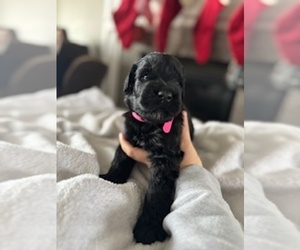 Medium Schnauzer (Giant)