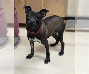 Mutt Dogs for adoption in Center Township, PA, USA