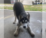 Small Siberian Husky Mix