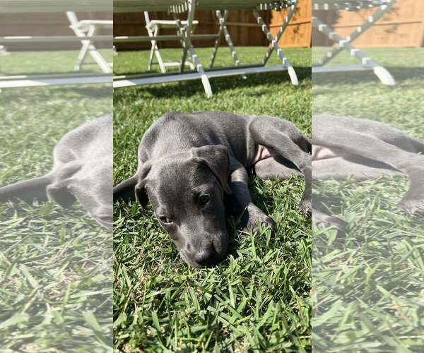 Medium Photo #4 Mutt Puppy For Sale in Greenville, SC, USA