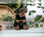 Small Photo #18 Shorkie Tzu Puppy For Sale in KIRKWOOD, PA, USA