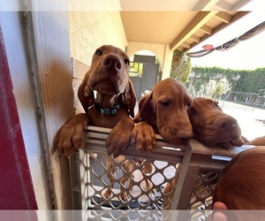 Vizsla Puppy for sale in BERMUDA DUNES, CA, USA