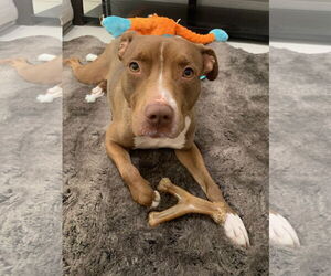 Boxer-Staffordshire Bull Terrier Mix Dogs for adoption in Chandler, AZ, USA