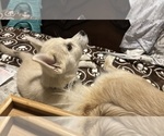 Small Photo #23 Pomsky Puppy For Sale in LOVELAND, CO, USA