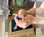 Small #1 Goldendoodle