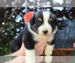 Puppy Jade Australian Shepherd