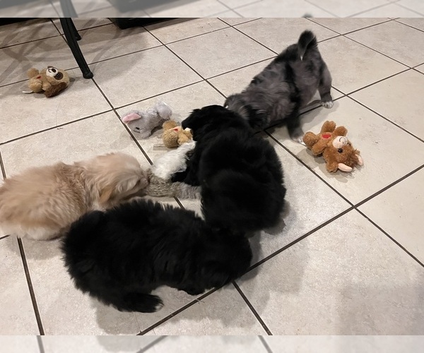 Medium Photo #4 Eskipoo (Miniature) Puppy For Sale in LAFAYETTE, MS, USA