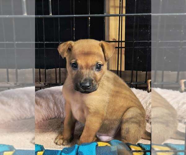 Medium Photo #2 Labrador Retriever-Unknown Mix Puppy For Sale in Aurora, IN, USA