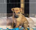 Small #1 Labrador Retriever Mix
