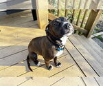Small #2 Mutt