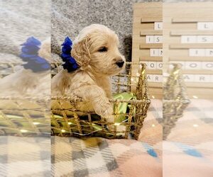 Goldendoodle Puppy for sale in CUTLER BAY, FL, USA