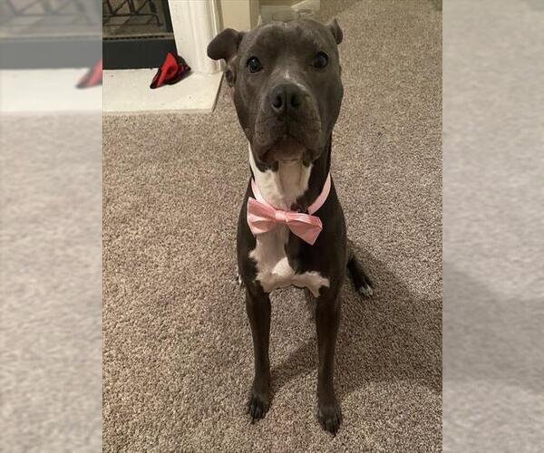Medium Photo #1 American Staffordshire Terrier-Unknown Mix Puppy For Sale in San Antonio, TX, USA