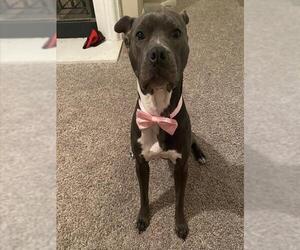 American Staffordshire Terrier-Unknown Mix Dogs for adoption in San Antonio, TX, USA