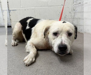 Australian Shepherd-Unknown Mix Dogs for adoption in San Bernardino, CA, USA
