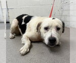 BINGO - Female Australian Shepherd-Unknown Mix Dog for Adoption - Small photo
