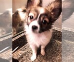 Small Photo #4 Papillon Puppy For Sale in CHEYENNE, WY, USA