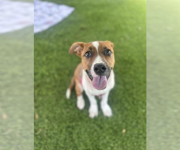 Medium Photo #1 Mutt Puppy For Sale in Chula Vista, CA, USA