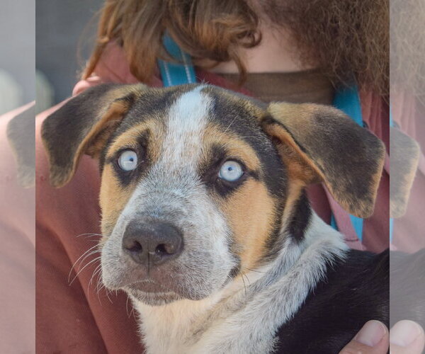 Medium Photo #1 Australian Shepherd-German Shepherd Dog Mix Puppy For Sale in Huntley, IL, USA