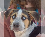 Small Australian Shepherd-German Shepherd Dog Mix