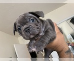 Small Photo #8 French Bulldog Puppy For Sale in CHULA VISTA, CA, USA