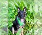 Small Photo #2 German Shepherd Dog Puppy For Sale in Marina Del Rey, CA, USA