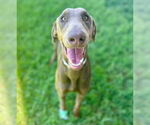 Small #1 Doberman Pinscher