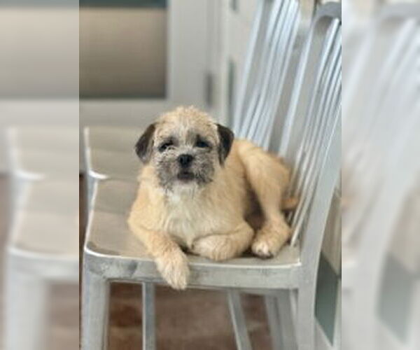 Medium Photo #1 Mutt Puppy For Sale in Salinas, CA, USA