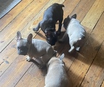 Small Photo #4 French Bulldog Puppy For Sale in NORRIS CITY, IL, USA